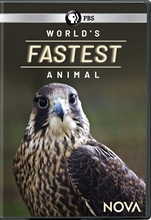 Picture of Nova: World's Fastest Animal [DVD]