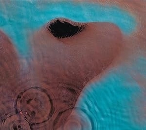 Picture of Meddle  by Pink Floyd