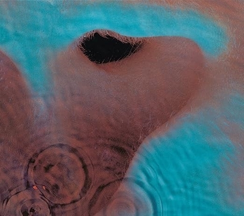 Picture of Meddle  by Pink Floyd