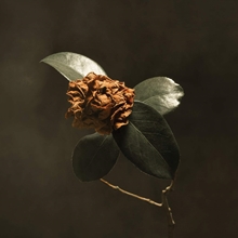 Picture of Young Sick Camellia  by St. Paul & The Broken Bones