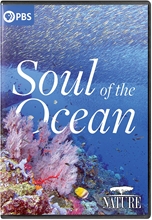 Picture of NATURE: SOUL OF THE OCEAN