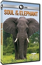 Picture of NATURE: SOUL OF THE ELEPHANT