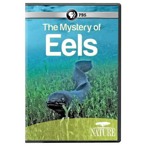 Picture of NATURE: MYSTERY OF EELS