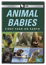 Picture of ANIMAL BABIES: FIRST YEAR ON EARTH