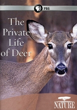 Picture of NATURE: PRIVATE LIFE OF DEER