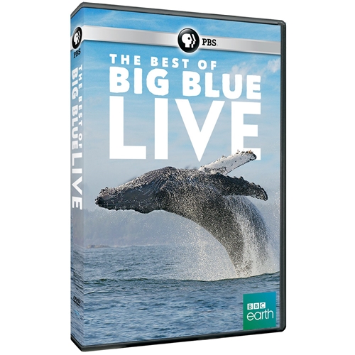 Picture of BEST OF BIG BLUE LIVE