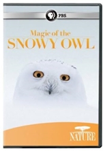 Picture of NATURE: MAGIC OF THE SNOWY OWL