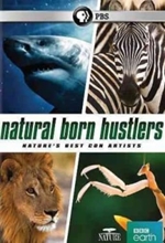 Picture of NATURE: NATURAL BORN HUSTLERS