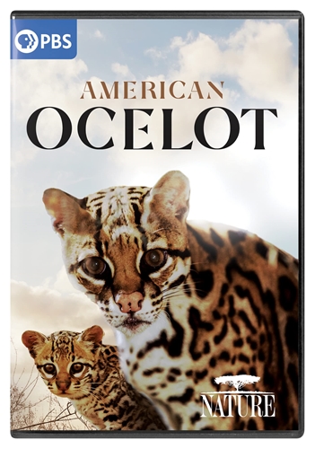 Picture of NATURE: AMERICAN OCELOT