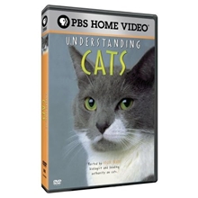 Picture of UNDERSTANDING CATS