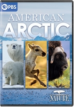 Picture of NATURE: AMERICAN ARCTIC