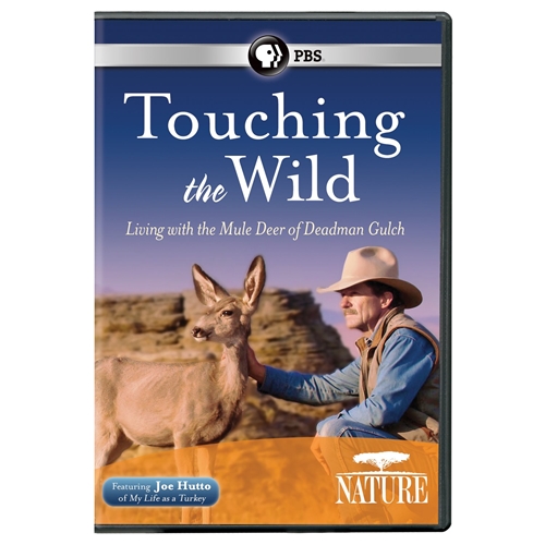 Picture of NATURE: TOUCHING THE WILD - LIVING WITH MULE DEER