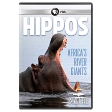 Picture of NATURE: HIPPOS - AFRICA'S RIVER GIANTS