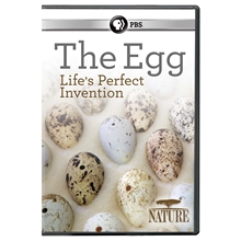 Picture of NATURE: EGG: LIFE'S PERFECT INVENTION