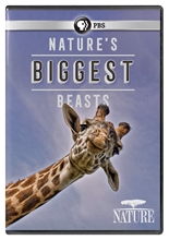 Picture of NATURE: NATURE'S BIGGEST BEASTS