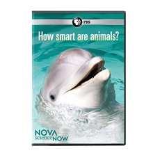 Picture of NOVA SCIENCE NOW: HOW SMART ARE ANIMALS