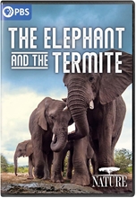 Picture of NATURE: ELEPHANT & THE TERMITE