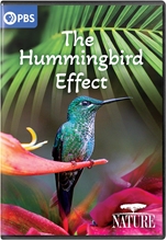 Picture of NATURE: THE HUMMINGBIRD EFFECT