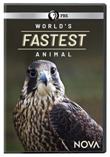 Picture of NOVA: WORLD'S FASTEST ANIMAL