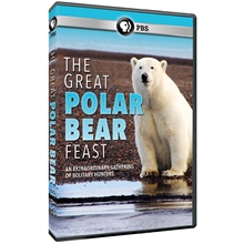 Picture of GREAT POLAR BEAR FEAST