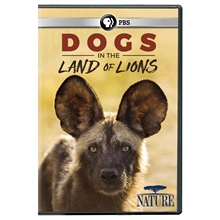 Picture of NATURE: DOGS IN THE LAND OF LIONS