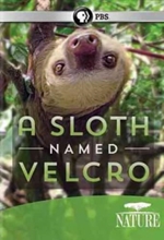 Picture of NATURE: A SLOTH NAMED VELCRO