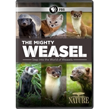 Picture of NATURE: MIGHTY WEASEL