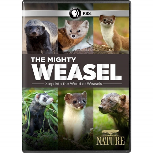 Picture of NATURE: MIGHTY WEASEL