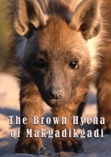 Picture of BROWN HYENA OF MAKGADIKGADI