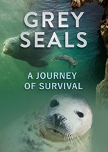 Picture of Grey Seals, A Journey Of Survival