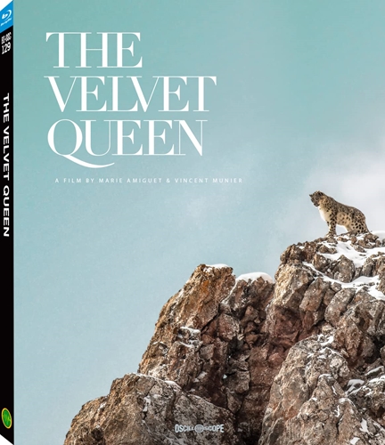 Picture of VELVET QUEEN