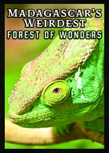 Picture of Madagascar's Weirdest: Forests Of Wonders