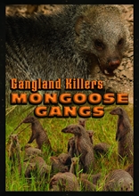 Picture of Gangland Killers: Mongoose Gangs