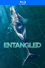 Picture of ENTANGLED