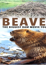 Picture of Beavers