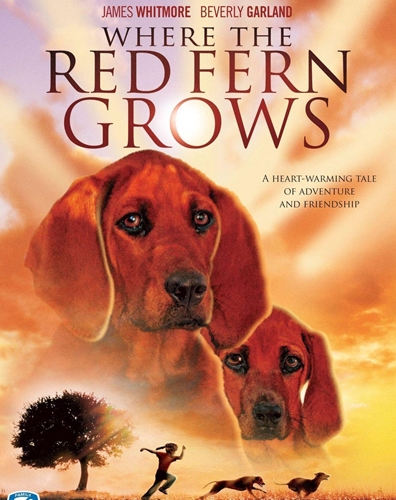 Picture of WHERE THE RED FERN GROWS