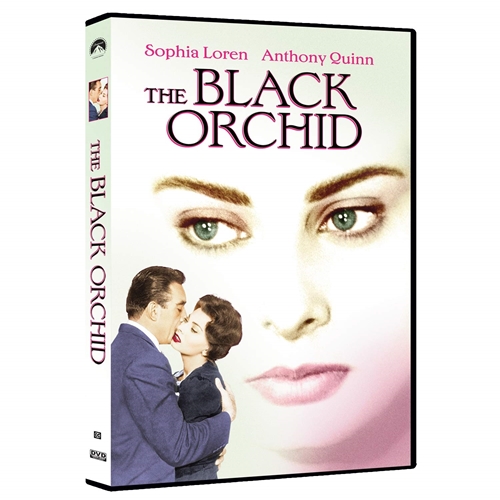 Picture of BLACK ORCHID