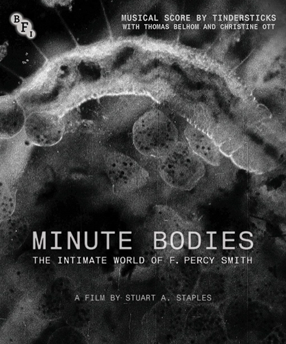 Picture of MINUTE BODIES