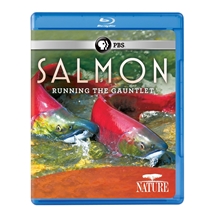 Picture of NATURE: SALMON