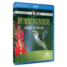 Picture of NATURE: HUMMINGBIRDS