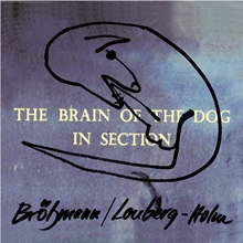 Picture of The Brain Of The Dog In Section