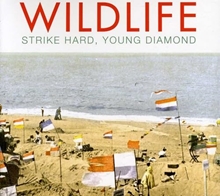 Picture of STRIKE HARD YOUNG DIAMOND  by WILDLIFE