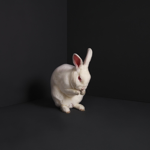 Picture of Rabbits  by Brume