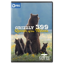 Picture of NATURE: GRIZZLY 399: QUEEN OF THE TETONS