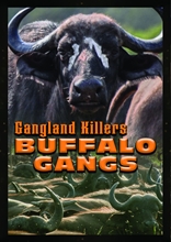 Picture of Gangland Killers: Buffalo Gangs