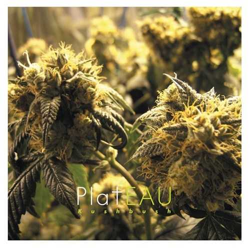 Picture of platEAU - Kushbush [LP]